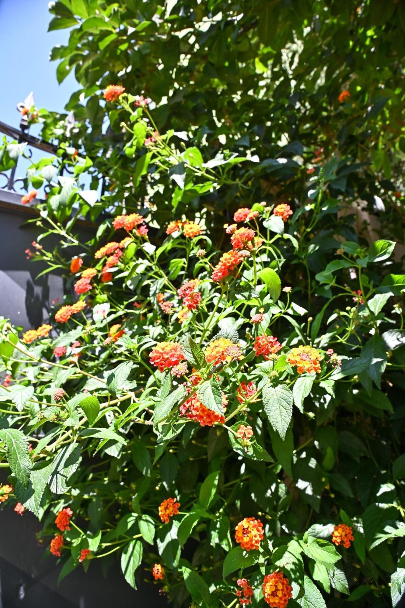 Sen Garden Tirana